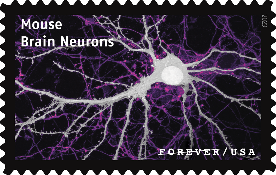 2023 Life Magnified Stamps - Forever Stamps