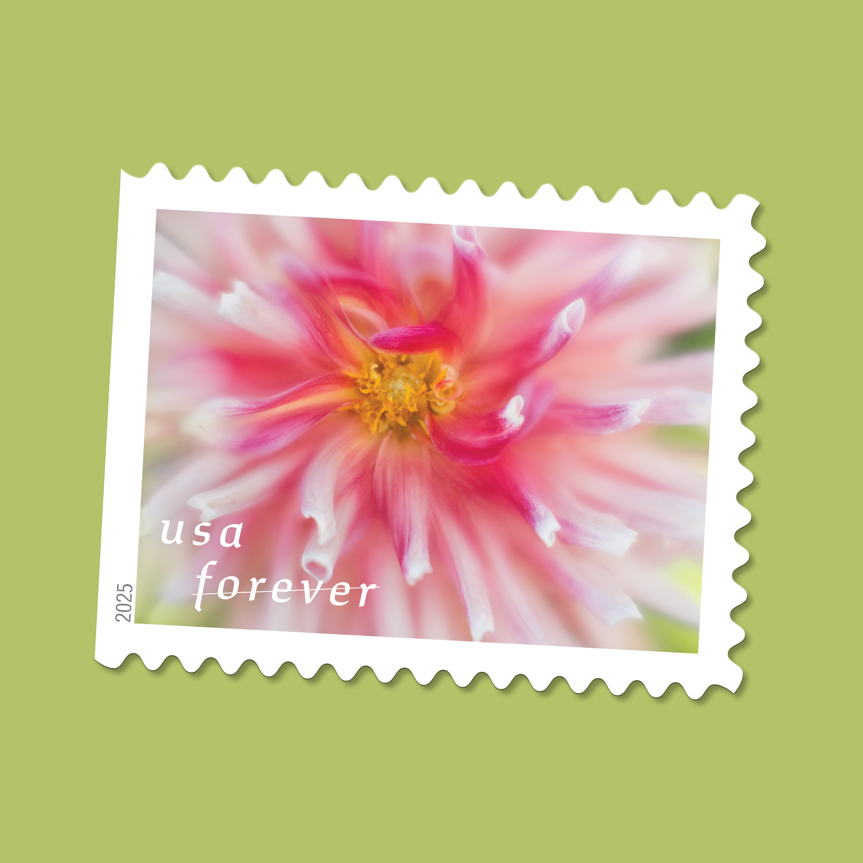 2025 Forever Stamps Dahlias Stamps - Forever Stamps